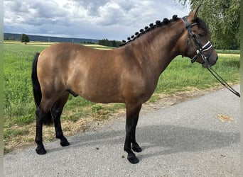 Hucul, Gelding, 3 years, 13,3 hh, Dun