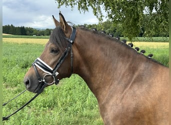 Hucul, Gelding, 3 years, 13,3 hh, Dun