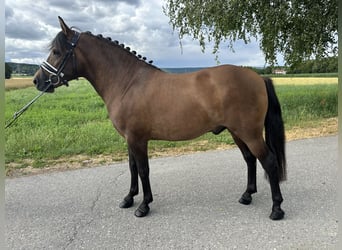 Hucul, Gelding, 3 years, 13,3 hh, Dun