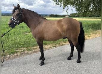 Hucul, Gelding, 3 years, 13,3 hh, Dun