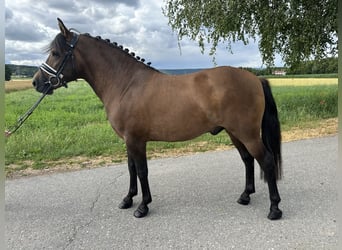 Hucul, Gelding, 3 years, 13,3 hh, Dun