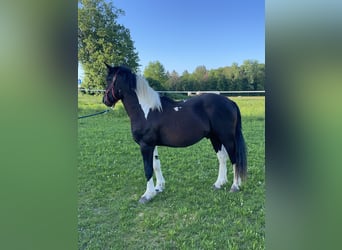 Hucul Mix, Gelding, 3 years, 14,2 hh, Pinto