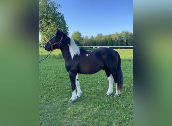 Hucul Mix, Gelding, 3 years, 14.2 hh, Pinto