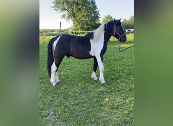 Hucul Mix, Gelding, 3 years, 14.2 hh, Pinto