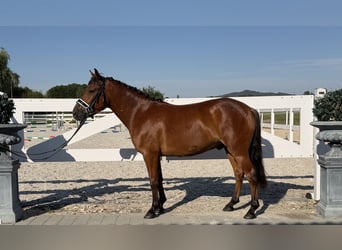 Hucul, Gelding, 3 years, 14 hh, Brown