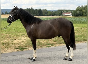 Hucul, Gelding, 3 years, 14 hh, Pinto