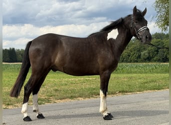 Hucul, Gelding, 3 years, 14 hh, Pinto