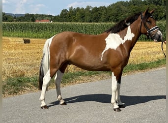 Hucul, Gelding, 3 years, 14 hh, Pinto