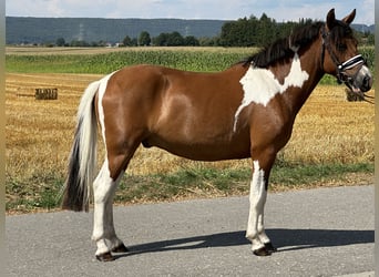 Hucul, Gelding, 3 years, 14 hh, Pinto