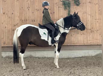 Hucul, Gelding, 3 years, 14 hh, Pinto