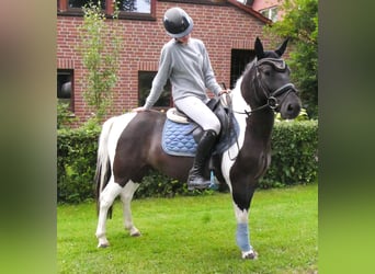 Hucul, Gelding, 4 years, 13.1 hh, Pinto