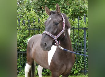 Hucul, Gelding, 4 years, 13.1 hh, Pinto