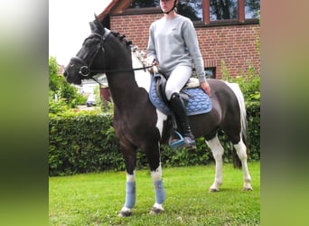 Hucul, Gelding, 4 years, 13.1 hh, Pinto