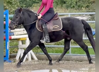Hucul, Gelding, 4 years, 13.2 hh, Black