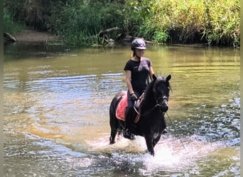 Hucul, Gelding, 4 years, 13.2 hh, Black