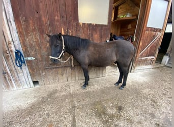 Hucul, Gelding, 4 years, 13.2 hh, Black