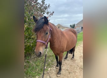 Hucul, Gelding, 4 years, 13.2 hh, Brown