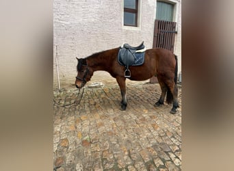 Hucul, Gelding, 4 years, 13.2 hh, Brown