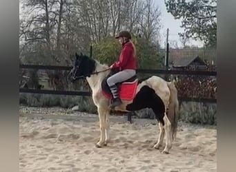 Hucul, Gelding, 4 years, 13,2 hh, Pinto