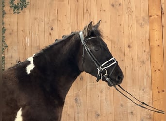 Hucul, Gelding, 4 years, 13,3 hh, Pinto