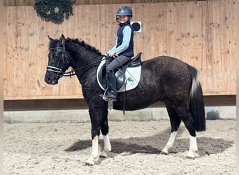 Hucul, Gelding, 4 years, 13,3 hh, Pinto