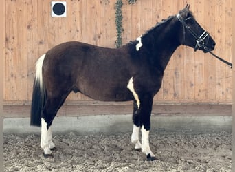 Hucul, Gelding, 4 years, 13,3 hh, Pinto