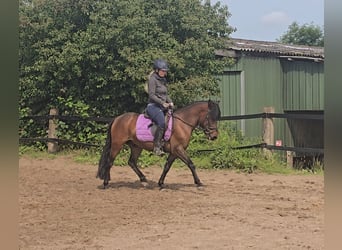 Hucul, Gelding, 4 years, 13,2 hh, Brown