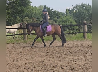 Hucul, Gelding, 4 years, 13,2 hh, Brown