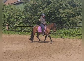 Hucul, Gelding, 4 years, 13,2 hh, Brown