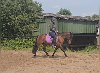 Hucul, Gelding, 4 years, 13,2 hh, Brown