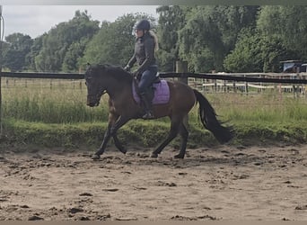 Hucul, Gelding, 4 years, 13,2 hh, Brown