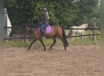 Hucul, Gelding, 4 years, 13,2 hh, Brown