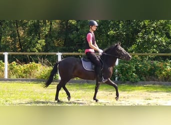Hucul, Gelding, 4 years, 13,3 hh, Black