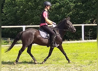Hucul, Gelding, 4 years, 13,3 hh, Black
