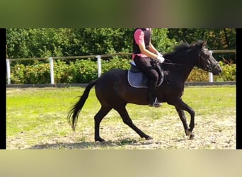 Hucul, Gelding, 4 years, 13,3 hh, Black