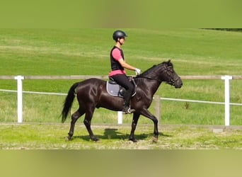Hucul, Gelding, 4 years, 13,3 hh, Black