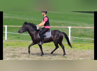 Hucul, Gelding, 4 years, 13,3 hh, Black