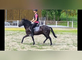 Hucul, Gelding, 4 years, 13,3 hh, Black
