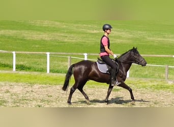 Hucul, Gelding, 4 years, 13,3 hh, Black