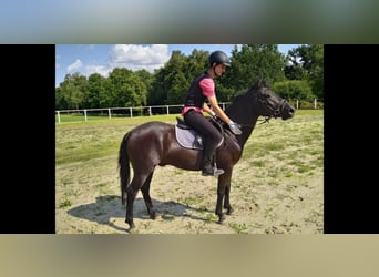 Hucul, Gelding, 4 years, 13,3 hh, Black