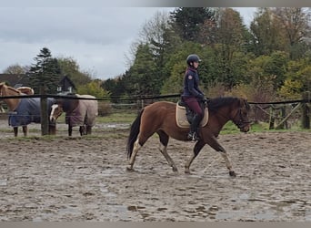 Hucul, Gelding, 4 years, 14,1 hh, Brown