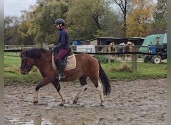 Hucul, Gelding, 4 years, 14,1 hh, Brown