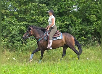 Hucul, Gelding, 4 years, 14.1 hh, Brown