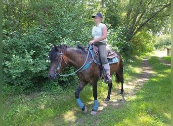 Hucul, Gelding, 4 years, 14.1 hh, Brown