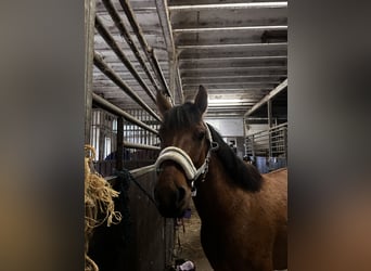 Hucul, Gelding, 4 years, 14,1 hh