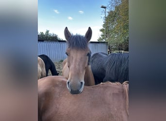 Hucul, Gelding, 4 years, 14,1 hh