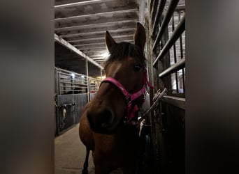 Hucul, Gelding, 4 years, 14,1 hh