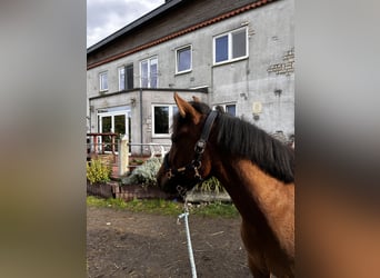 Hucul, Gelding, 4 years, 14,1 hh