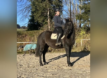 Hucul, Gelding, 4 years, 14,2 hh, Black