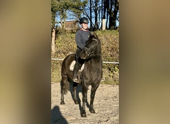 Hucul, Gelding, 4 years, 14,2 hh, Black